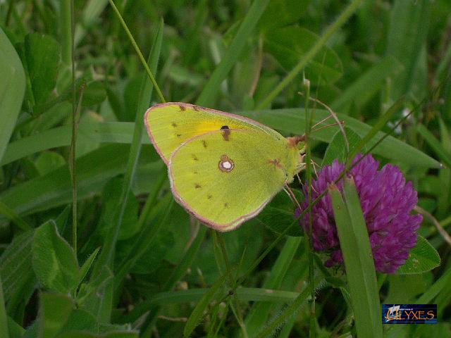 colias crocea.JPG